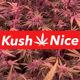 ร้านกัญชา Kush-Nice Cannabis Shop