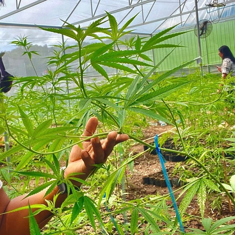 cannabis farm tour phuket