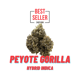 Peyote-Gorilla