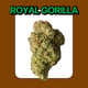 Gorille royal