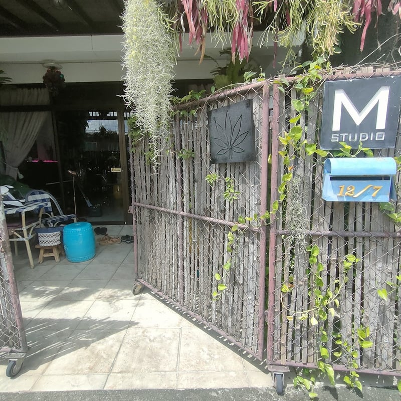 M Studio Cannabis Dispensary in Chiang Mai, Thailand