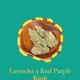 Weißer Apfel -Runtz, Zellstoff Reibung, Emergen C, Lavendel Xreal Purple Kush
