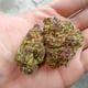 18มงกุฎ cannabis - ราชากระท่อม