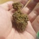 HIGH HOPE Cannabis Dispensary