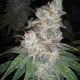 Печенье «Цветок марихуаны»