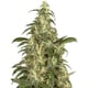 WEED SKUNK 11 Sativa