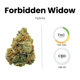 Forbidden Widow