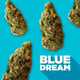 Blue Dream [sativa]