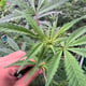 RGT Cannabis Farm (Aeroponic System)