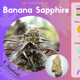 Banane Saphir